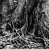 Caribbean Tree Roots